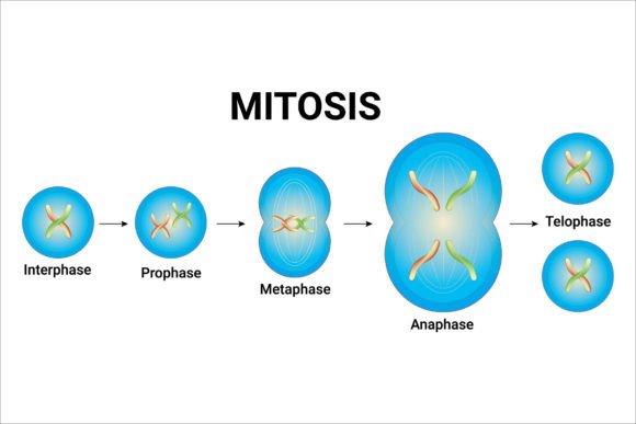 Animal Cell Mitosis Illustration Design